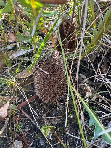 Banksia gardneri