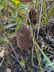 Banksia gardneri