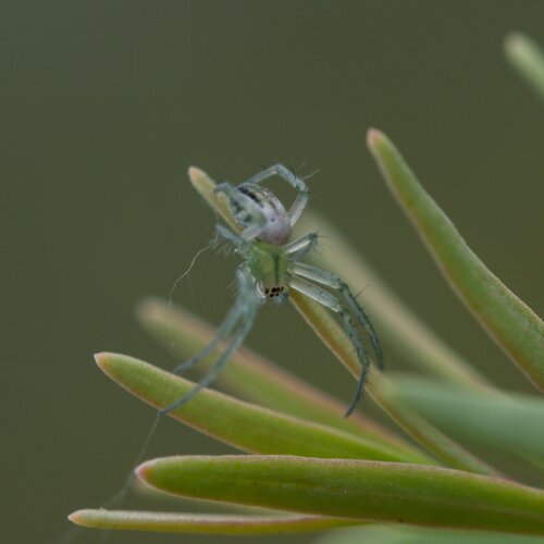 Lined orbweaver photo 5