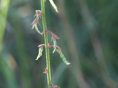 Desmodium rhytidophyllum