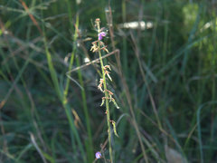 Desmodium rhytidophyllum