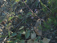 Desmodium rhytidophyllum