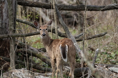 Odocoileus virginianus