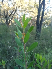 Persoonia lanceolata
