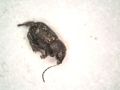 Pachybrachis stygicus