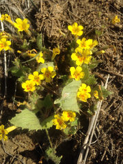 Erythranthe floribunda