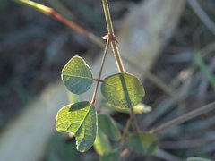 Desmodium rhytidophyllum