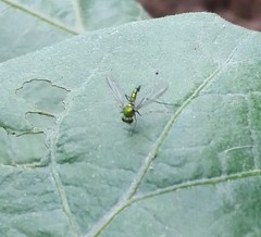 Sciapodinae