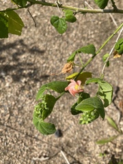 Malvaviscus arboreus