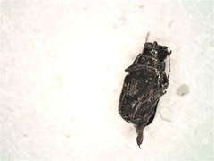 Pachybrachis stygicus