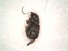 Pachybrachis stygicus