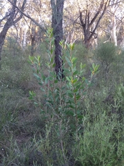 Persoonia lanceolata