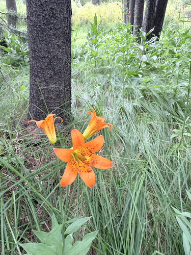 iNaturalist observation photo of Sierra Tiger Lily