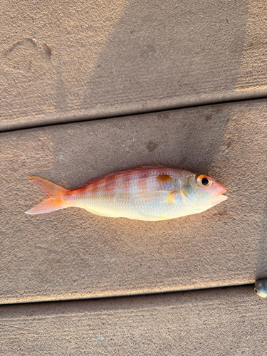 Nemipterus observed 2026-07-30