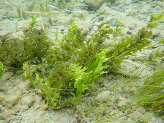 Shinnersia rivularis