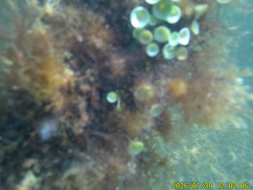 Acetabularia crenulata observed 2026-07-30
