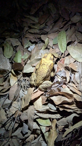 Cane Toad