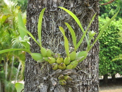Prosthechea madrensis