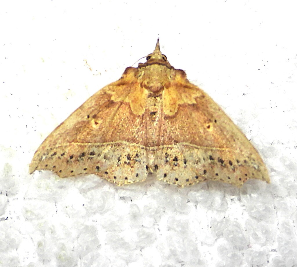 Diplothecta loxomita
