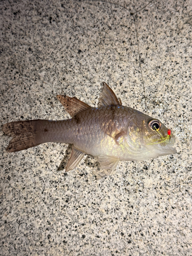 Pristicon rhodopterus observed 2026-07-30