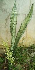Sansevieria trifasciata