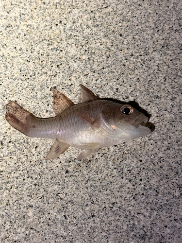Pristicon rhodopterus observed 2026-07-30