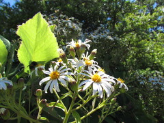 Brachyglottis hectorii