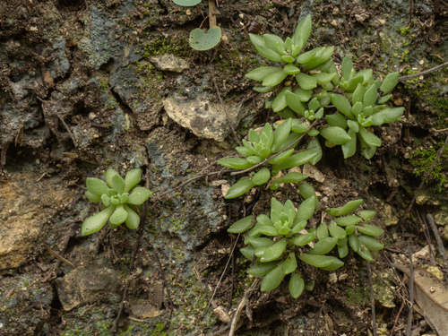 Sedum wrightii