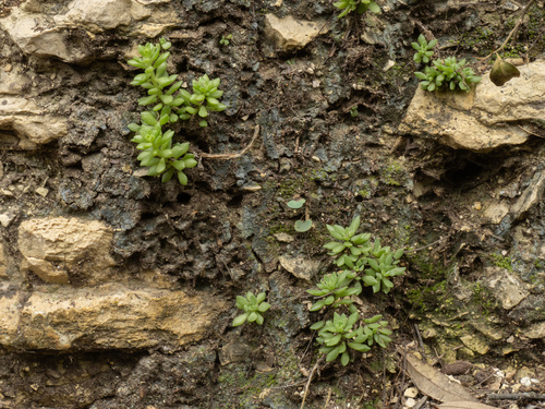 Sedum wrightii, photograph 1