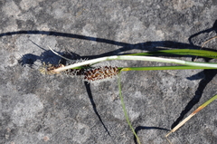 Carex membranacea