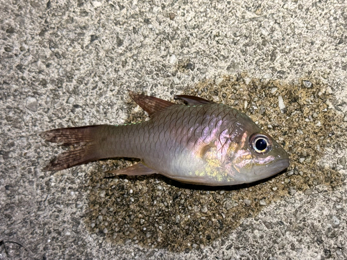 Pristicon rhodopterus observed 2026-07-30