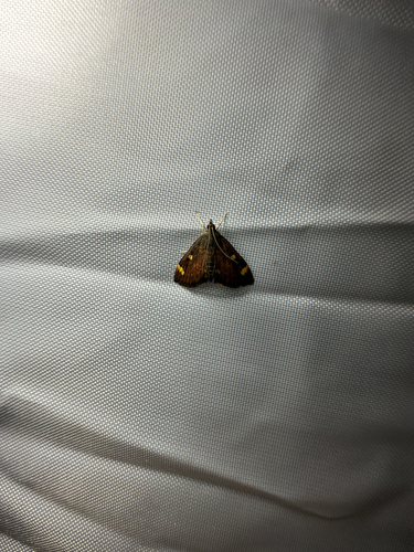 Generous Pyrausta Moth photo 3