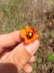 Papaver heterophyllum
