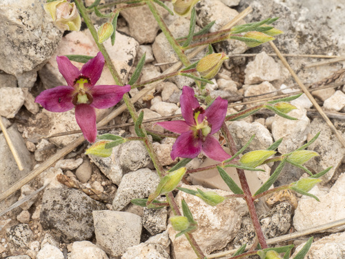 Krameria lanceolata, photograph 4