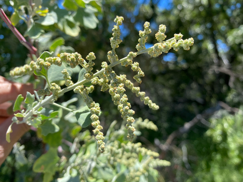 Chenopodium oahuense observed 2026-07-30