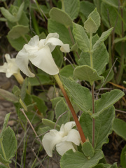 (c) Turner Brockman, some rights reserved (CC BY-SA) Mandevilla macrosiphon, photograph (c) Turner Brockman, some rights reserved (CC BY-SA)