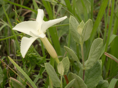 (c) Turner Brockman, some rights reserved (CC BY-SA) Mandevilla macrosiphon, photograph (c) Turner Brockman, some rights reserved (CC BY-SA)