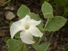(c) Turner Brockman, some rights reserved (CC BY-SA) Mandevilla macrosiphon, photograph (c) Turner Brockman, some rights reserved (CC BY-SA)