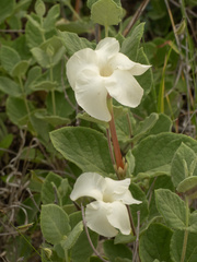 Mandevilla macrosiphon, photograph (c) Turner Brockman, some rights reserved (CC BY-SA)