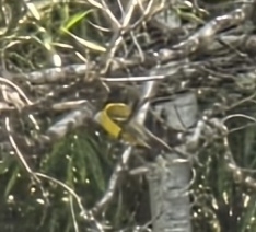 Golden Whistler