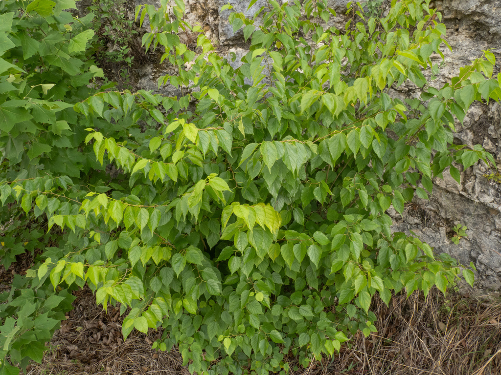 Morus microphylla; photograph (c) Turner Brockman, some rights reserved (CC BY-SA)