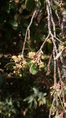 Cercocarpus fothergilloides