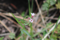 Lithophragma tenellum