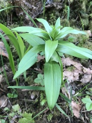 Lilieae
