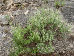 (c) Turner Brockman, some rights reserved (CC BY-SA) Buddleja racemosa, photograph (c) Turner Brockman, some rights reserved (CC BY-SA)