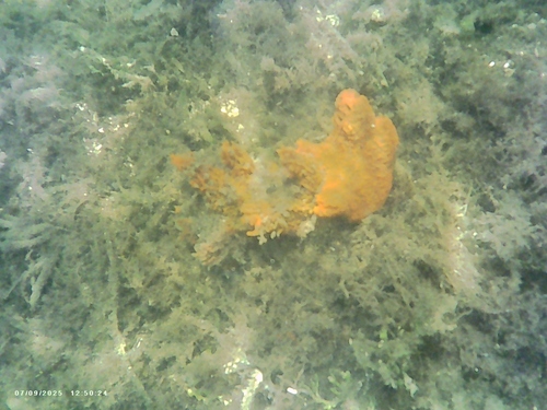 Tedania ignis observed 2026-07-30