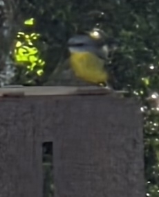 Eastern Yellow Robin