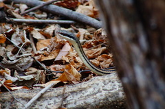 Salvadora lemniscata