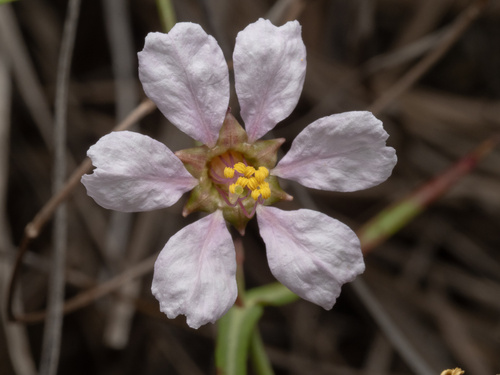 Stalkflower (Ammannia grayi)