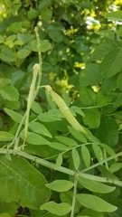 Lathyrus jepsonii californicus